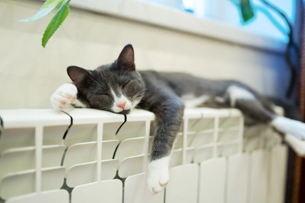 Een kat slaapt op een lage temperatuur radiator